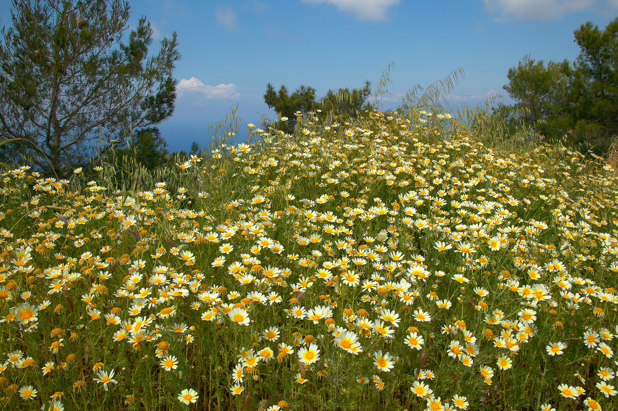 Margeritenwiese